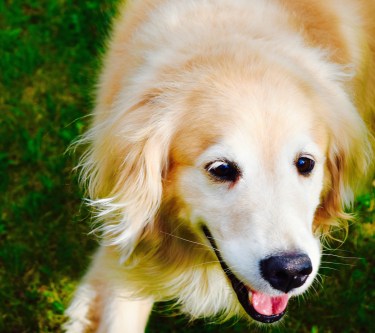 My new best friend, a very playful, loving and happy retriever called Izzy.