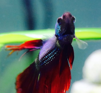 Their adored pet fish 'Sushi', she seemed very intelligent watching our every move as we gawked at her through her fish tank!