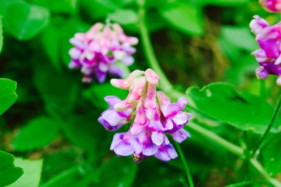 We found these pretty flowers in Elk park too. 
