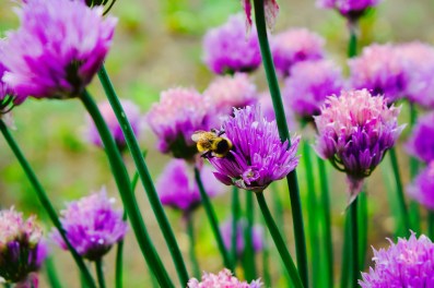 Spot the bumble bee! 