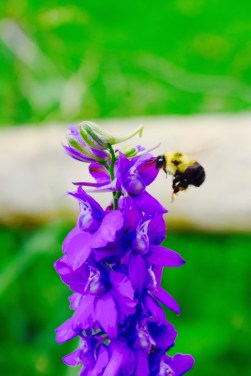 A cute bumble bee and a purple flower at the local community garden.