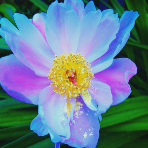 A fresh flower, loaded with energy! An inspiration for tidying! 