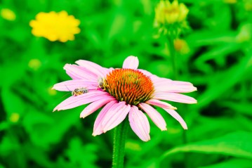 Look at the detail closely and you will see 2 bees! I love capturing these intricate details.