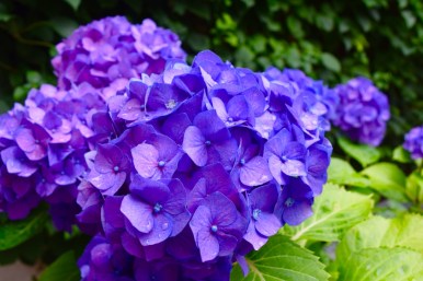 Hydrangeas from their backyard, I love their bright purpleness.