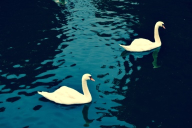 White Swans in Bruge, just beautiful!