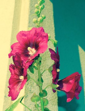 Beautiful flowers on the way back to Sylvie's house.