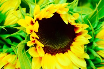 Looking forward to seeing these in my garden soon! 