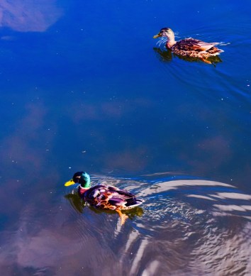 Love a good duck image!! These ones were very colourful and photogenic.