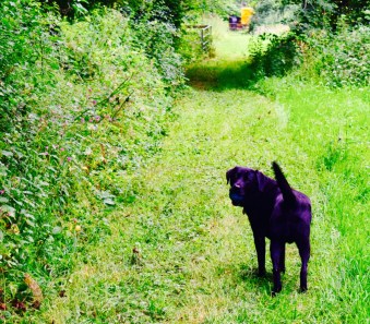 Moja, the loving therapy black lab who loved a good tummy rub.