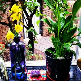 A new peace lily and some fresh flowers to make my new house a home. 