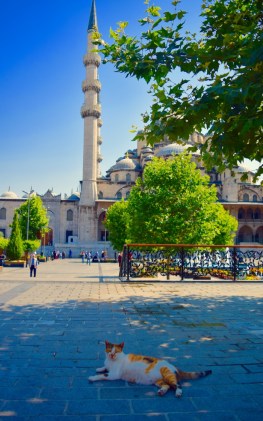Cats are everywhere in Istanbul. Turkish people love cats. There is food for them everywhere you, and even if they are stray they are quite happy hanging out with the tourists and passersby.