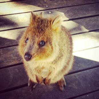 This is a pic of a cute little Quokka!!