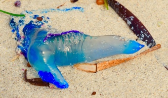 This was washed up on the beach. Crazy things in Australia!!