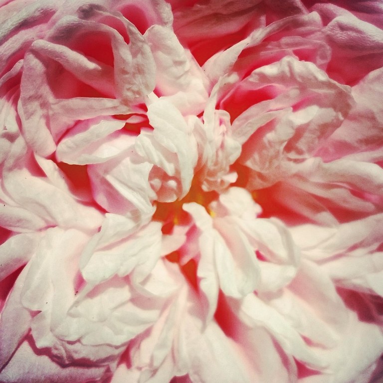 12359683_10153669290015155_1700203171_o