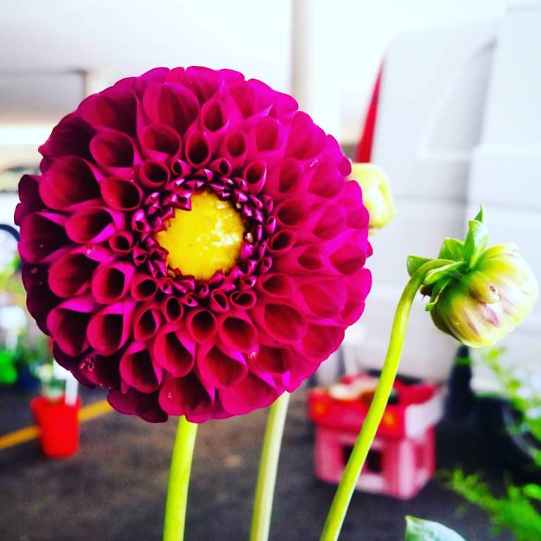 12471433_10153742915090155_7663307419958389950_o