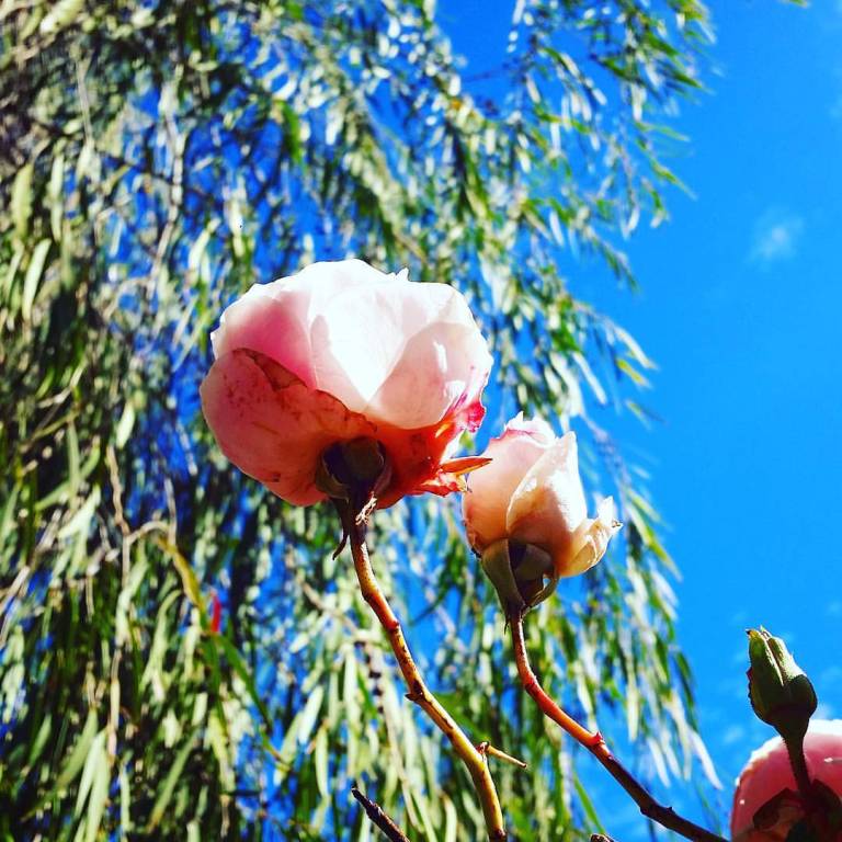 14125030_10154293520075155_3385952958064979505_o