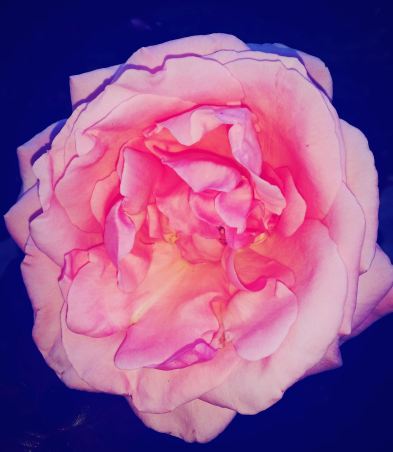 14329284_10154359763425155_1697829159_o