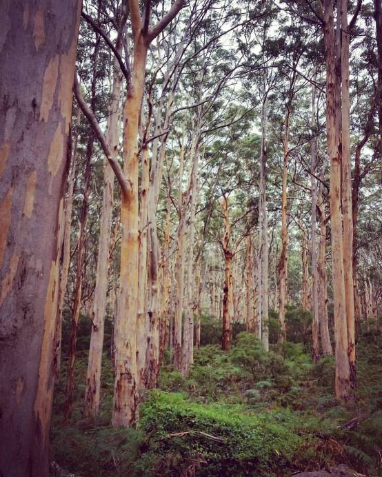 18589098_10155136151720155_3780676223438923966_o