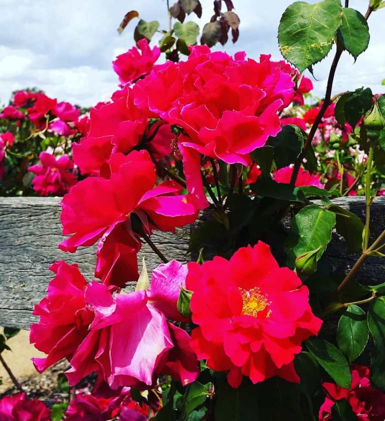 23467077_10155668087705155_7447367669918869700_o