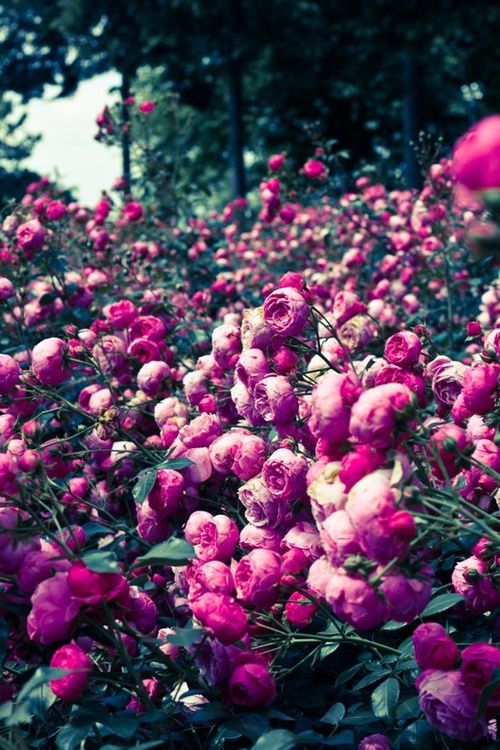 2fa7afe0c13d0dacabf39a1ea55ed4a0